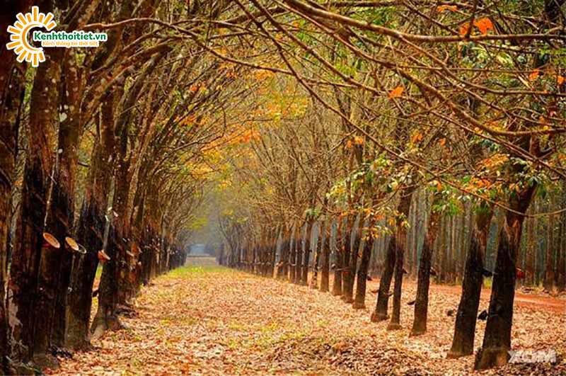Đặc điểm khí hậu Bình Phước