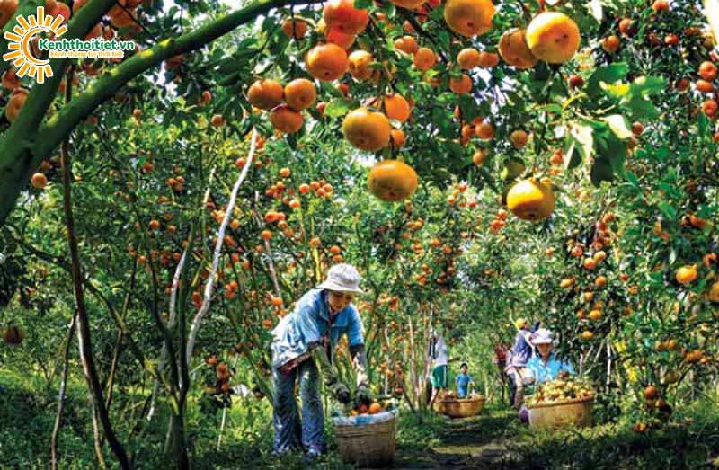 Tài nguyên thiên nhiên tỉnh Tiền Giang